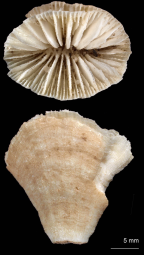 Calicular and lateral view of Truncatoflabellum paripavoninum