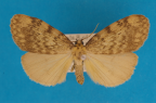 <i>Hectobrocha adoxa</i> (Meyrick, 1886), male