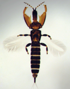 <em>Warithrips polysensori</em>, an opportunistic invader