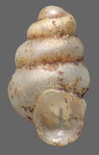 <em>Pumilicopta bifurcata</em> , apertural view. Height of shell: 1.8 mm
