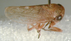 <i>Ipoides melaleucae</i> Evans, adult.