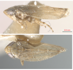 <i>Maiestas webbi</i> Zhang and Duan, adult, lateral view (upper), dorsal view (lower).