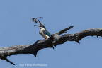 Azure Kingfisher, Kama Reserve, Canberra