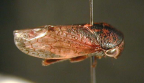 <I>Trocnada minuta </I>Evans, adult.