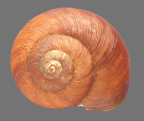 <em>Limesta sheridani</em>, dorsal view.
Diameter of shell: to 40 mm 