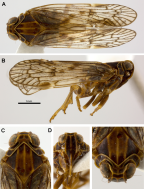 <i>Chidaea punctata</i> Löcker and Holzinger. A: <i>habitus</i> dorsal, B: <i>habitus</i> lateral, C-E: head.