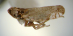 <I>Metaplacha tobiasi</I> Emeljanov, adult