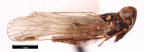 <i>Ozoliarus pelecanus</i> Löcker, holotype male