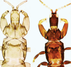 <em>Kladothrips morrisi</em> females, soldier and foundress