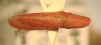 <i>Rubria sanguinosa</i> (Stål), type species of the type genus <i>Rubria</i> Stål.