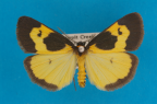 <i>Castulo plagiata</i> Walker, 1854, male