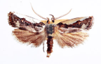 <I>Cryptophasa argyrocolla</I> Turner, 1917 [photo by Len Willan]