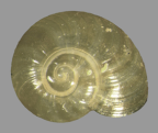 <em>Prolesophanta occlusa</em>, dorsal view.
Diamater of shell: 2.5 mm