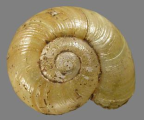 <em>Macrodelos bishopi</em>, dorsal view.
Diameter of shell: 11.5 mm 