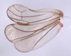 <i>Orinda scapularis</i> (Jacobi), hindwing