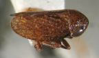 <i>Rhotidoides minor</i> Evans, adult male.