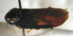 <i>Microtartessus idyia</i> (Kirkaldy), adult male, dark morph.
