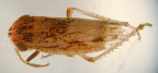 <I>Putoniessa mackei</I> Evans, adult male from Warra LTER, Tasmania (stored in ethanol).