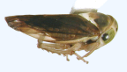 <I>Idioscopus clypealis</I> (Lethierry), adult.