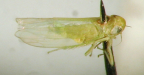 <I>Austroasca alfalfae</I> (Evans), adult male.