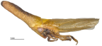<i>Stenopsoides newi</i> Semeraro, <i>habitus</i>