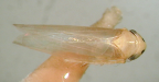 <I>Cicadulina bimaculata </I>(Evans), adult.