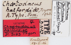 <i>Chaetodacus halfordiae</i> Lectotype label