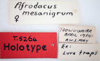 <i>Afrodacus mesoniger</i> Holotype label
