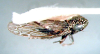 <I>Limotettix pullatus </I>(Evans), adult female.