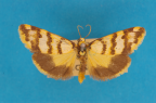 <i>Eutane trimochla</i> Turner, 1940, male