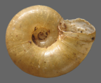 <em>Pseudechotrida bouldercombe</em>, ventral view. 