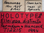 <i>Elleipsa distincta</i> Holotype label