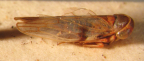 <i>Austrocerus angustatus</i> (Evans), adult female.