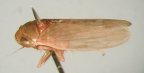 <I>Euleimonios uniformis </I>Fletcher & Condello, holotype male.
