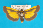 <i>Phenacomorpha bisecta</i> (T.P. Lucas, 1891), male