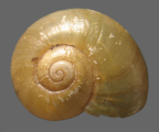 <em>Macrodelos bensa</em>, dorsal view.
Diameter of shell: to 10 mm