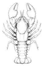 <em>Euastacus-armatus</em>