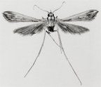 Macropiratidae