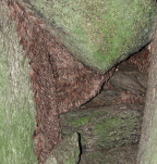 Bogong Moths, <i>Agrotis infusa</i>, 'over-summering' in the Brindabella Ranges