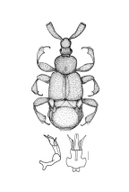 <I>Tiracerus curvicornis </I>(Westwood)