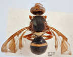 <i>Bactrocera pulcher</i> Holotype