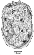 Family Pleurobranchidae. <i>Pleurobranchus peronii</i>.(from Beesley, Ross & Wells 1998) [L. Newman]
