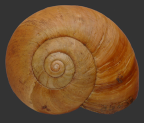 <em>Strangesta maxima</em>, dorsal view.
Diameter of shell: 48 mm