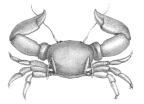 <em>Polyonyx obesulus</em> [from Miers 1884: pl. 29 fig. D]