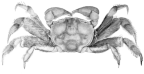 <em>Cleistostoma mcneilli</em> [from Ward 1933: pl. 21 fig. 1]