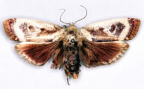 <I>Cryptophasa porphyritis </I>Turner, 1906 [photo by Len Willan]