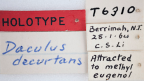 <i>Daculus decurtans</i> Holotype label