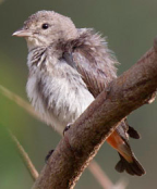 Mistletoe Bird