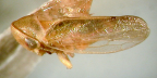 <I>Pediopsis nikitini</I> (Evans), holotype male. 