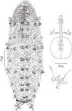 Isohypsibiidae, habitus, bucco-pharyngeal apparatus, leg